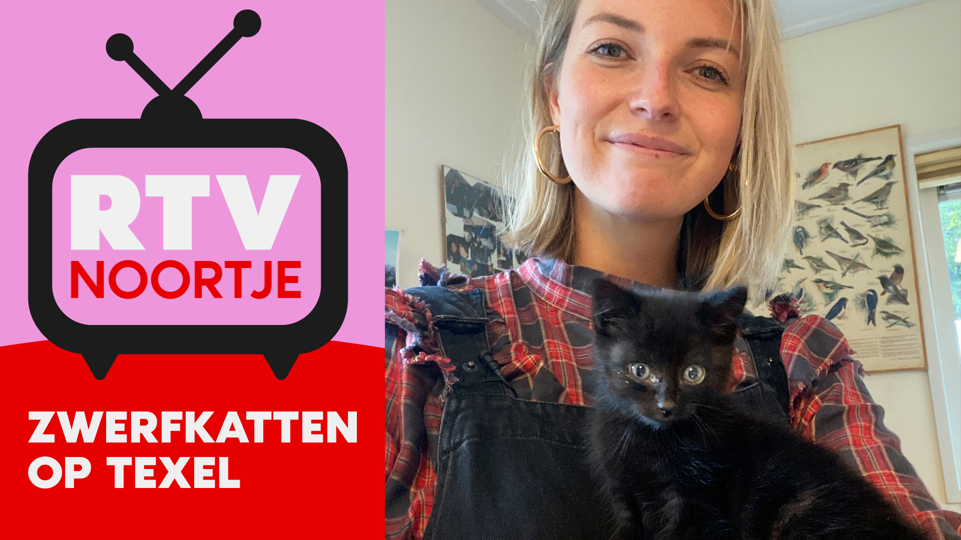 RTV Noortje - Zwerfkatten op Texel
