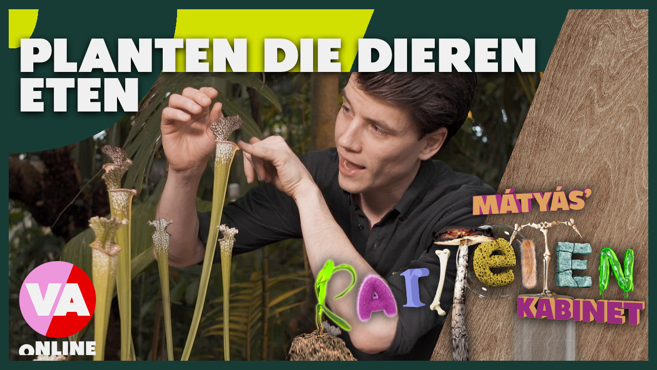 Vreemde planten die dieren eten | Mátyás' Rariteitenkabinet #2