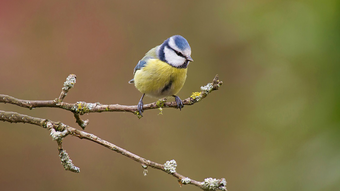 Waar gebruikt de vogel zijn neus voor?