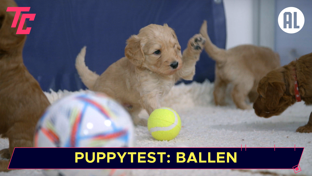 Poesjes & Puppies: Ballentest