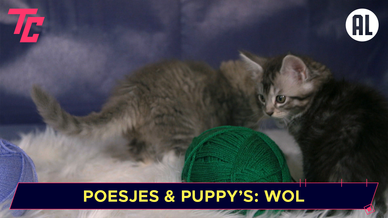 Poesjes & Puppy's: Wol