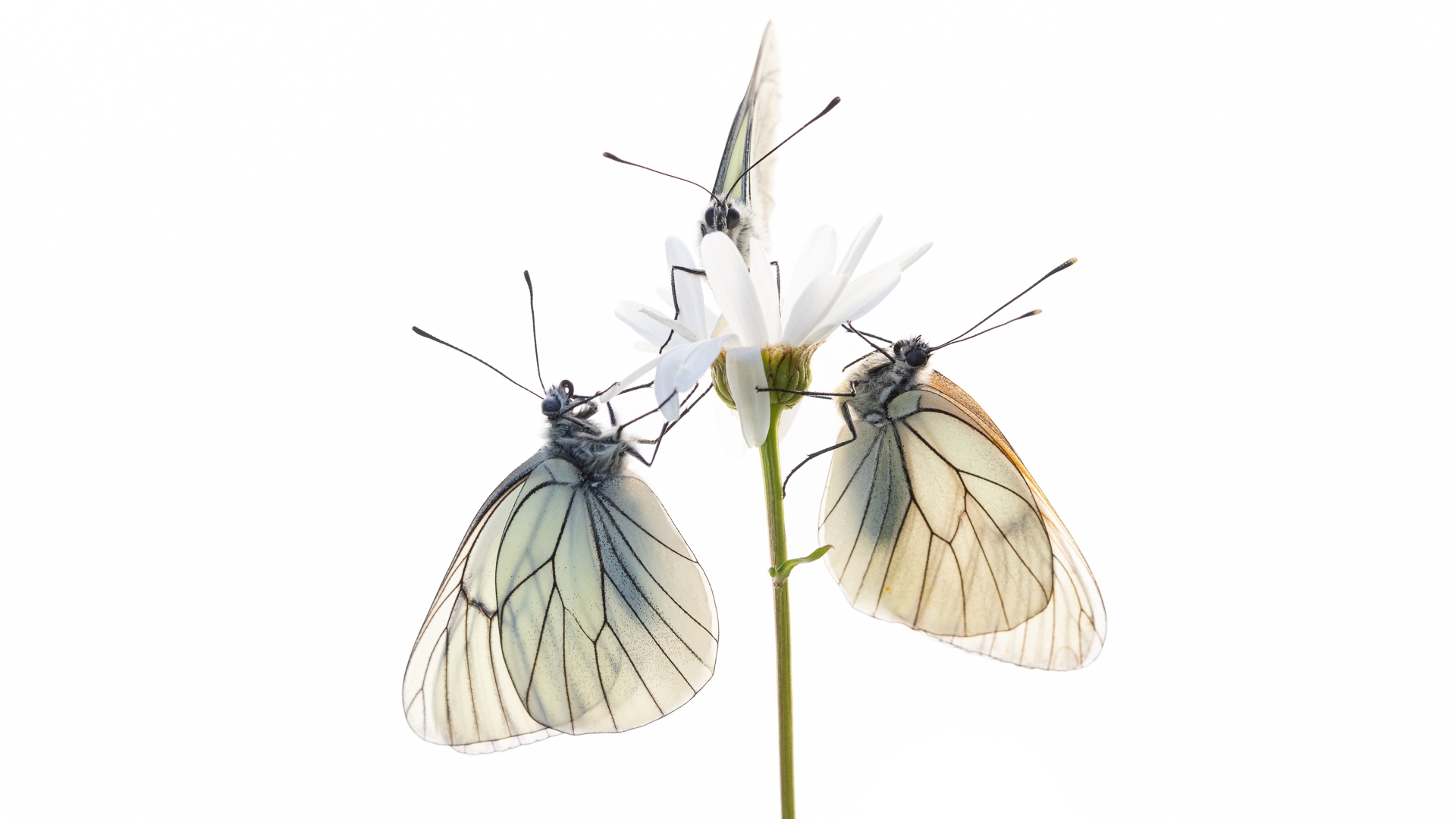 Luxe Vlinderstrik - Beige Blauwe Bloemen