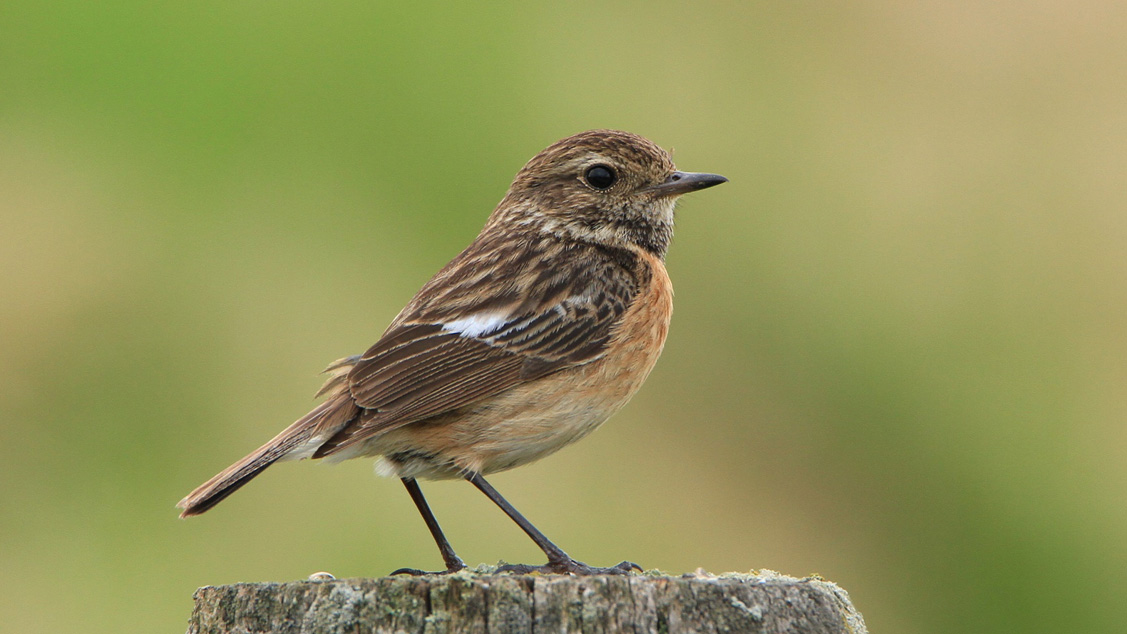 Vroege Vogels Radio | 21 april 2024